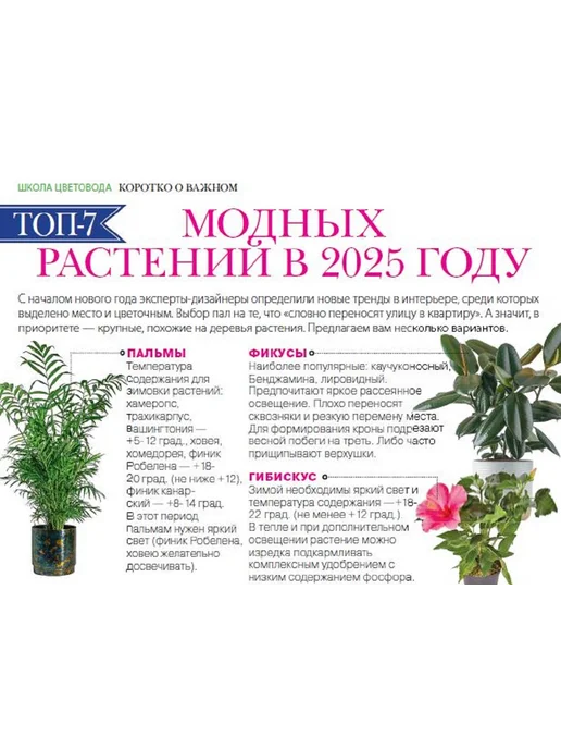 Домашние цветы журнал. Комнатные растения. №1 25.Гиппеаструм уход, вариант, фото 3