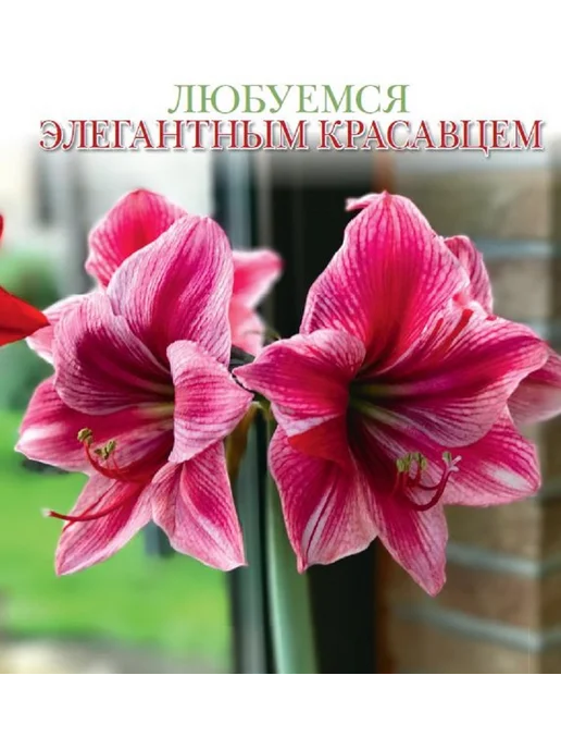 Домашние цветы журнал. Комнатные растения. №1 25.Гиппеаструм уход, вариант, фото 4