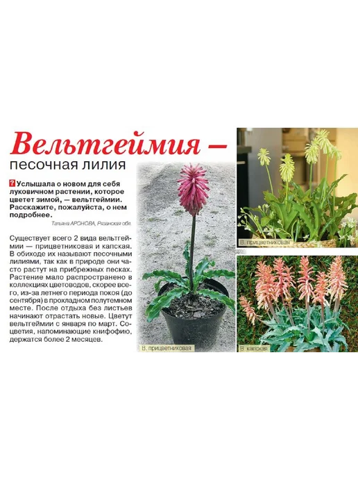 Домашние цветы журнал. Комнатные растения. №1 25.Гиппеаструм уход, вариант, фото 5