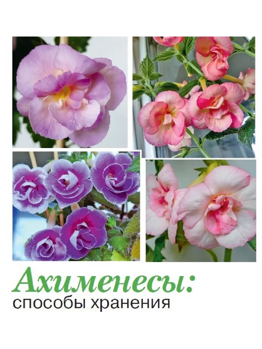 Домашние цветы журнал. Комнатные растения. №1 25.Гиппеаструм уход, вариант, фото 6