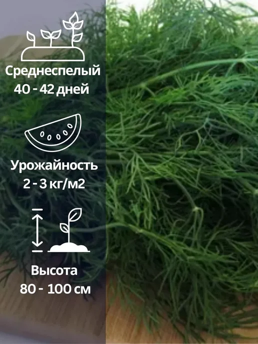 СеДеК Семена укропа Мамонт кустовой на зелень без зонтика, зеленый, фото 2