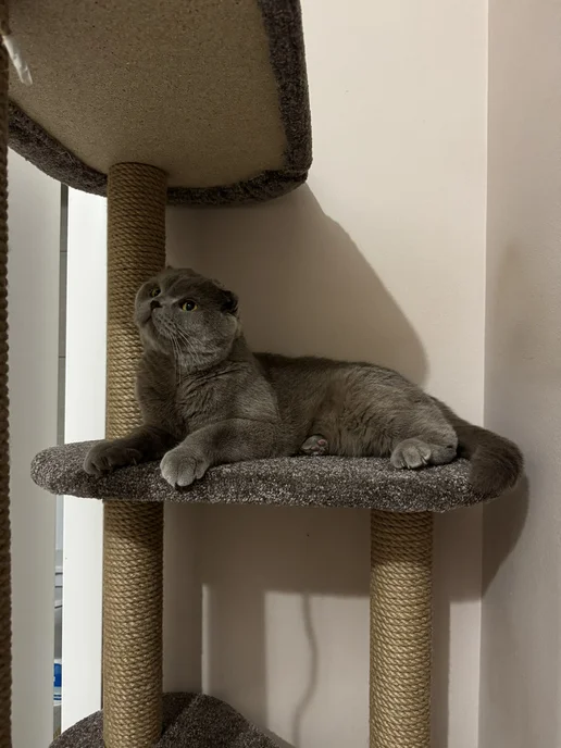 Моя Котя Домик для кошки, фиолетовый, фото 5