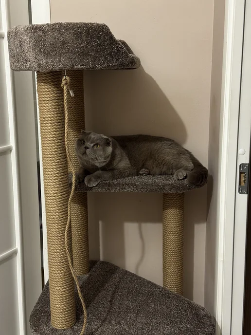 Моя Котя Домик для кошки, фиолетовый, фото 7