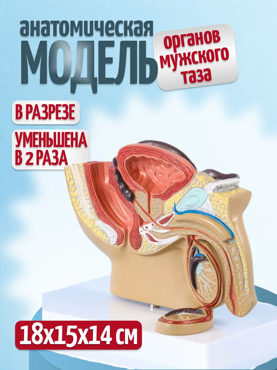 Анатомическая модель органов мужского таза