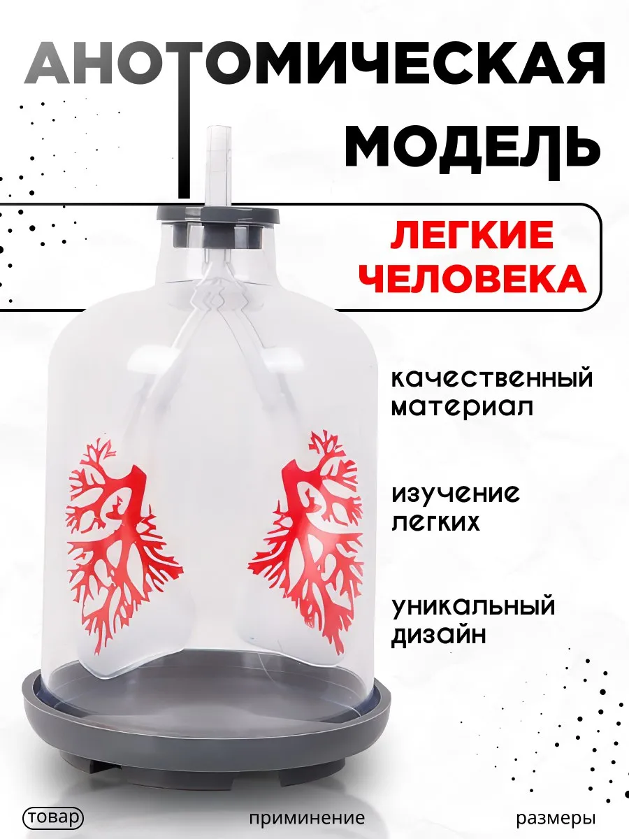 Анатомическая модель