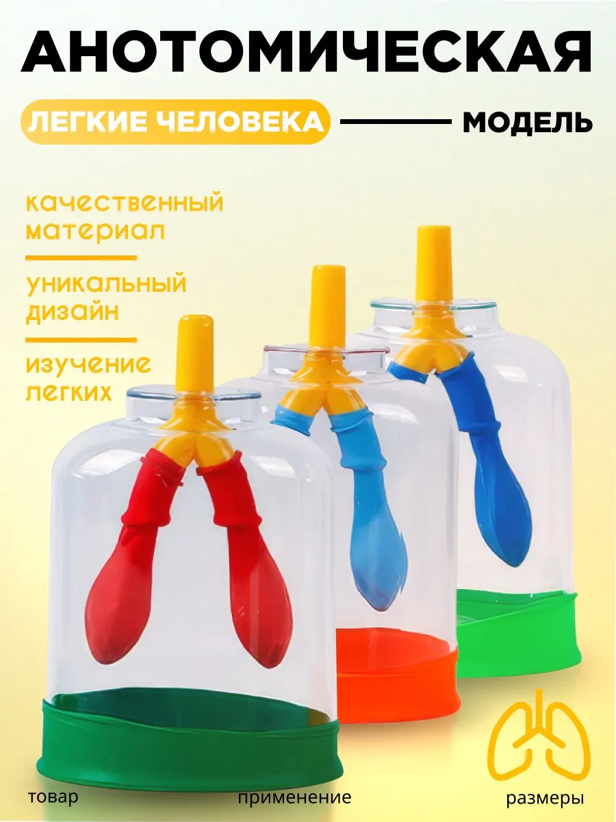Анатомическая модель