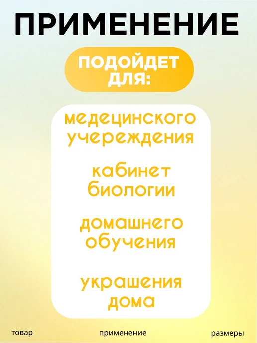 Анатомическая модель, вариант, фото 2