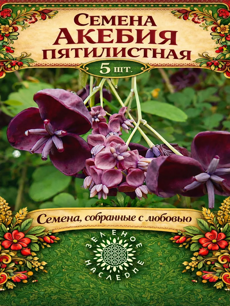 Семена Акебия пятилистная 5шт