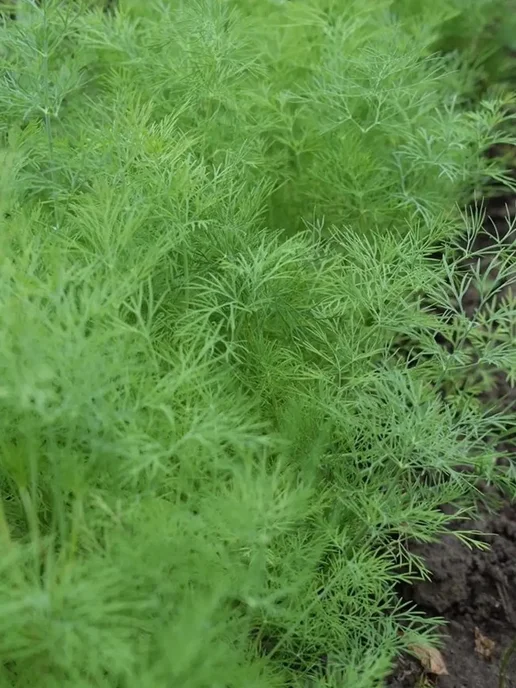 Уральский дачник оригинал Семена Укропа Кураж кустовой, вариант, фото 4