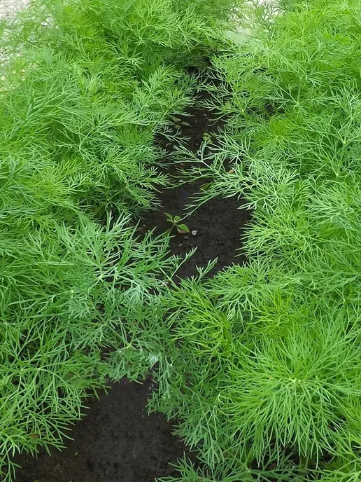 Уральский дачник оригинал Семена Укропа Кураж кустовой, вариант, фото 5