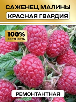 Ремонтантная малина саженцы Красная гвардия Семена России 314881724 купить за 487 ₽ в интернет-магазине Wildberries