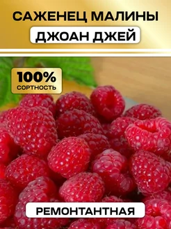 Саженцы малины ремонтантной крупной Джоан джей Семена России 314881725 купить за 487 ₽ в интернет-магазине Wildberries