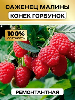 Малина ремонтатная Конек горбунок Семена России 314881727 купить за 487 ₽ в интернет-магазине Wildberries