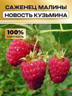 Саженцы малины Новость Кузьмина Семена России 314881732 купить за 487 ₽ в интернет-магазине Wildberries