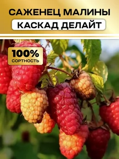 Малина саженцы крупная сладкая Каскад Делайт Семена России 314881737 купить за 487 ₽ в интернет-магазине Wildberries