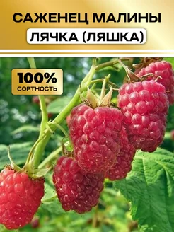 Малина саженцы ранняя Лячка (Ляшка) Семена России 314881739 купить за 487 ₽ в интернет-магазине Wildberries