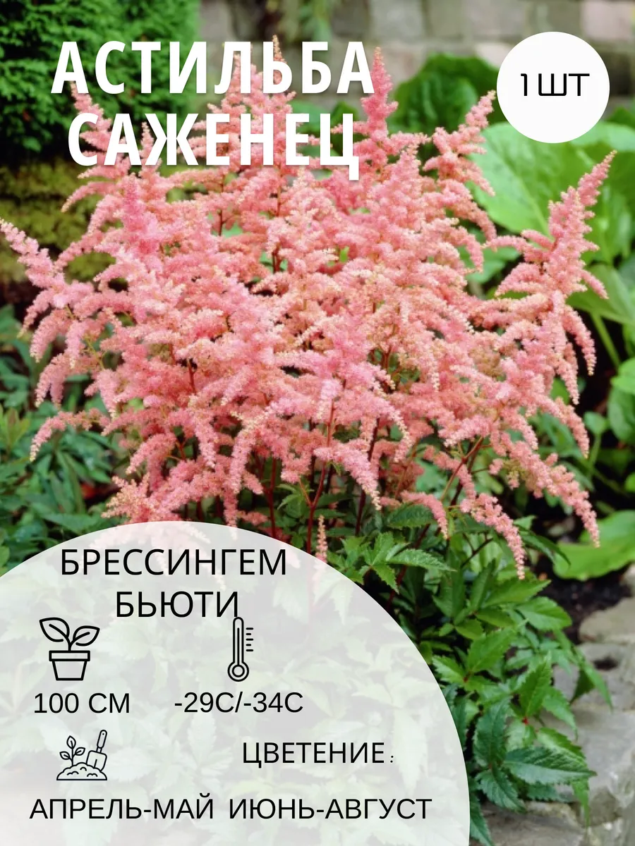 Астильба Брессингем Бьюти многолетние цветы саженец