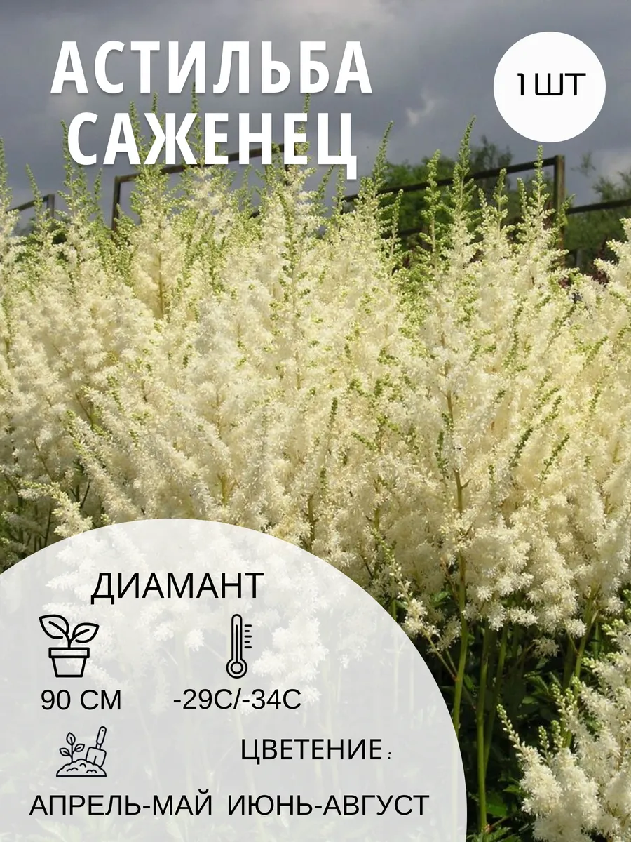 Астильба Диамант многолетние цветы саженец