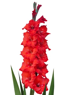 Гладиолус "МАГМА" 5 шт. в упаковке Glavgarden 314940683 купить за 308 ₽ в интернет-магазине Wildberries