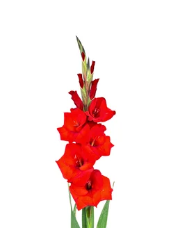 Гладиолус "КОСТЕЛЛО" 5 шт. в упаковке Glavgarden 314940685 купить за 308 ₽ в интернет-магазине Wildberries