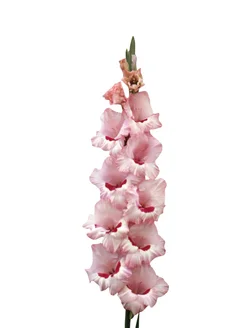 Гладиолус "АЯКС" 5 шт. в упаковке Glavgarden 314940686 купить за 308 ₽ в интернет-магазине Wildberries