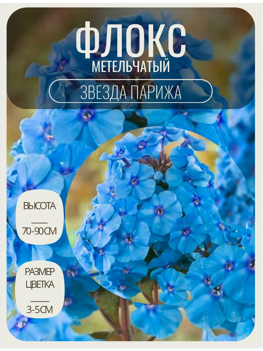 Флокс саженцы многолетние цветы
