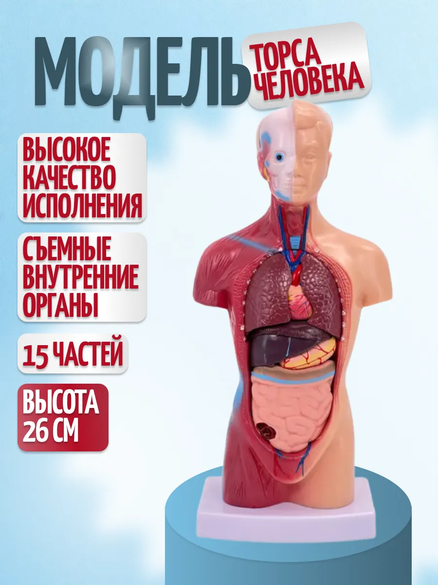Макет человека с органами для детей