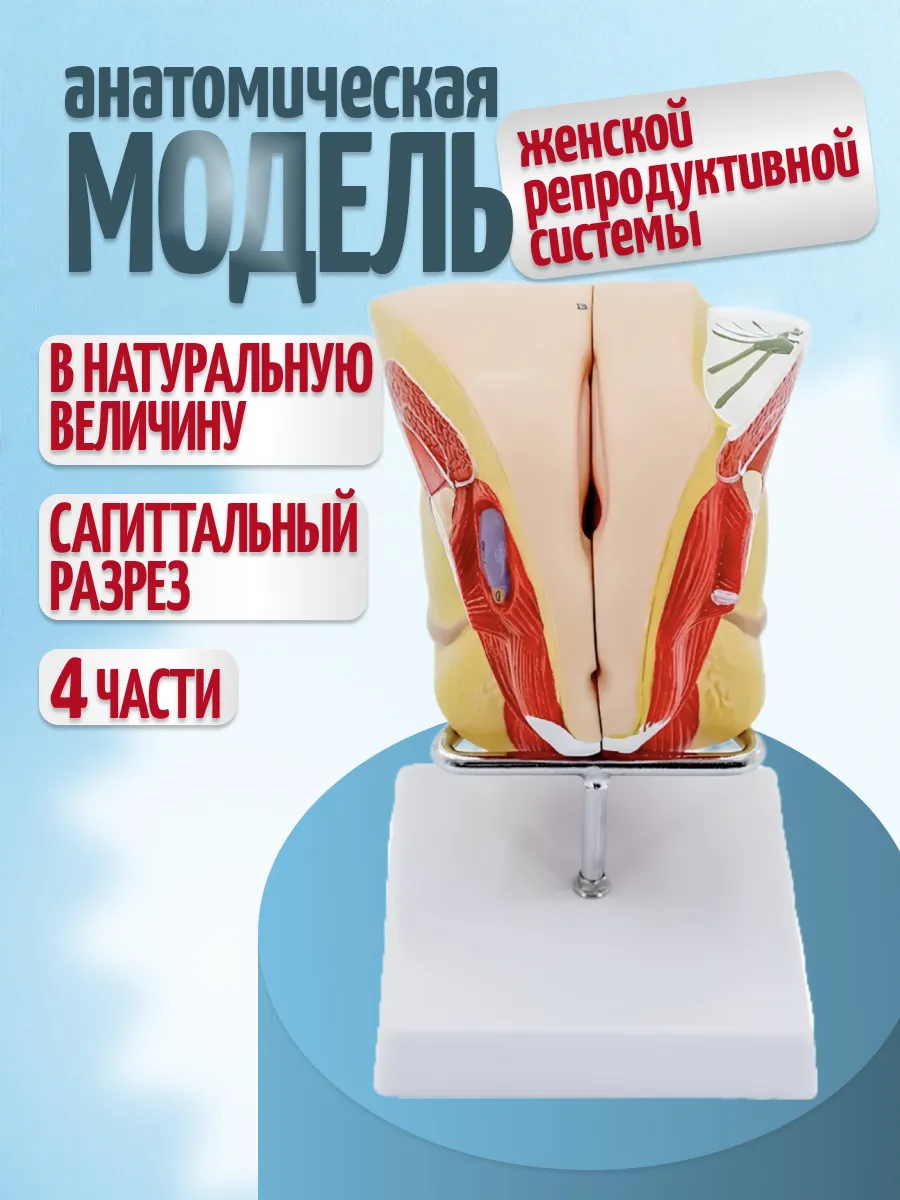 Анатомическая модель репродуктивной системы женщины
