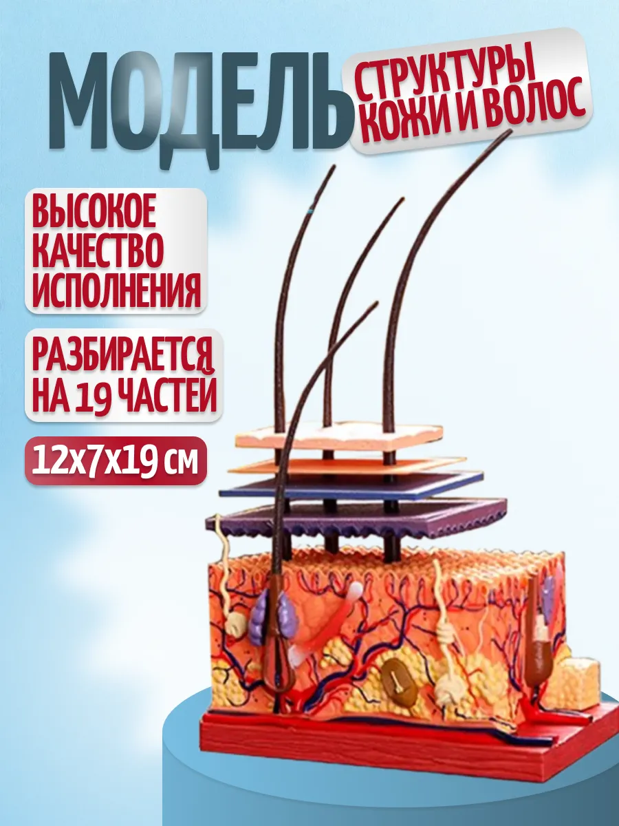 Анатомическая модель структуры кожи и волос