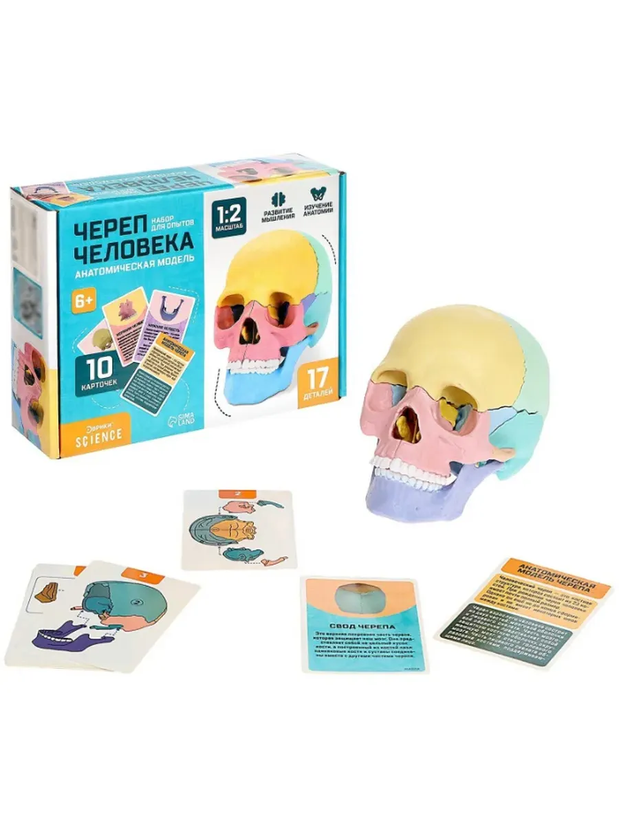 Анатомическая 3D модель "Череп человека" наглядный материал
