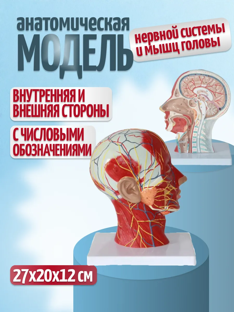 Анатомическая модель головы и шеи в разрезе
