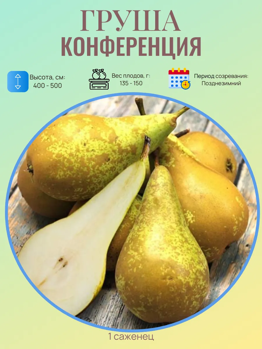 Груша саженцы многолетние плодовые деревья