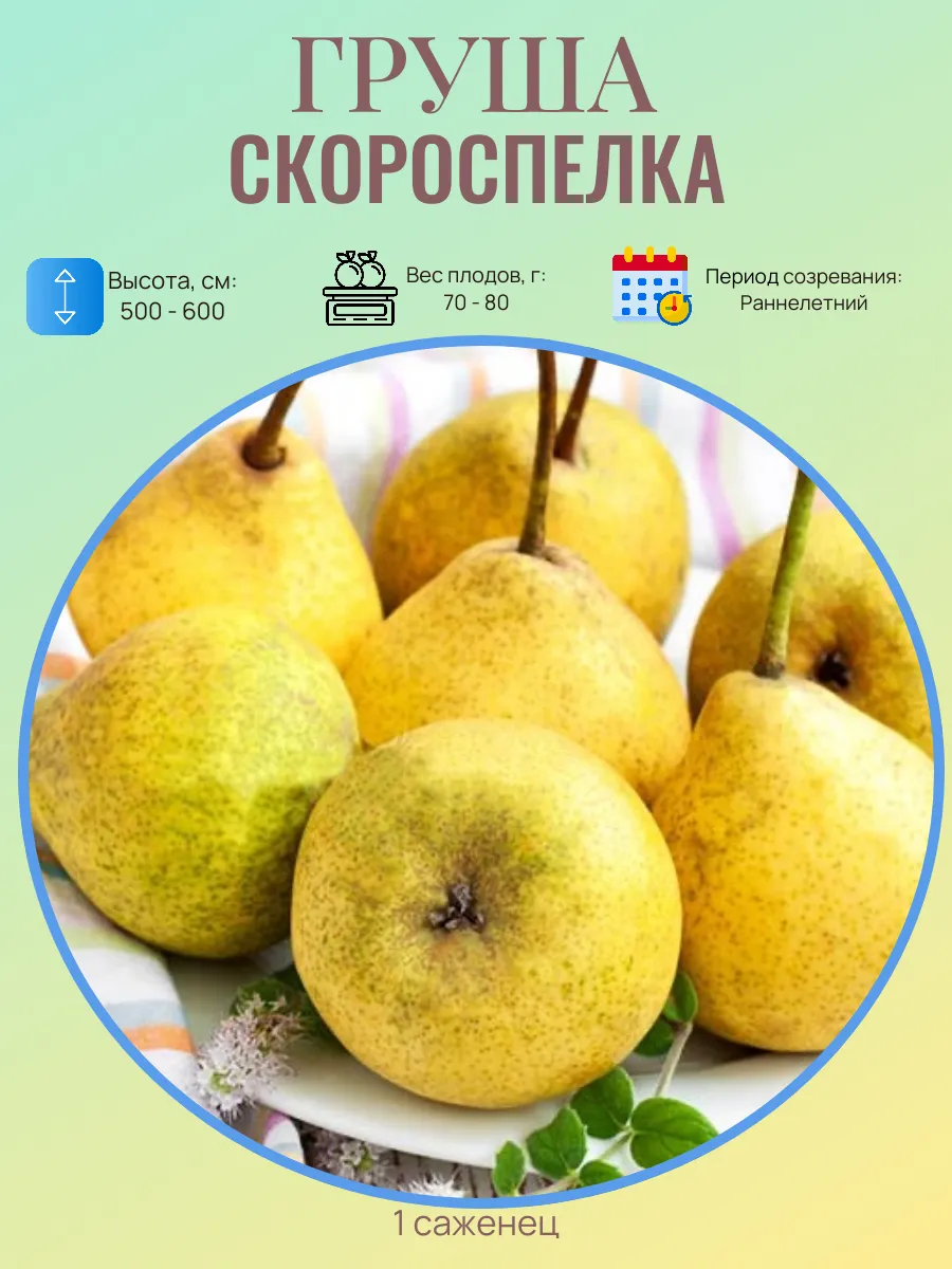 Груша саженцы многолетние плодовые деревья
