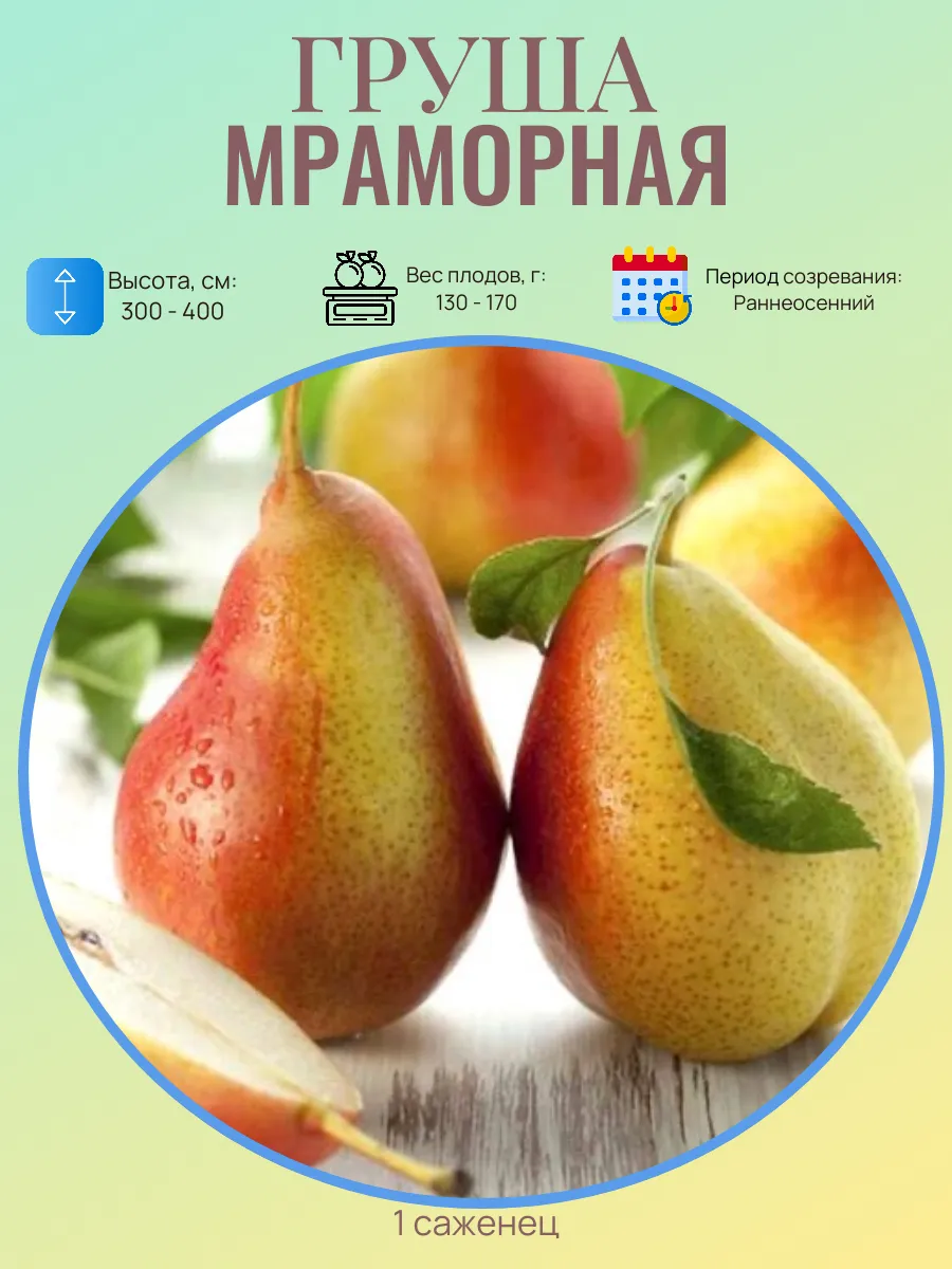 Груша саженцы многолетние плодовые деревья