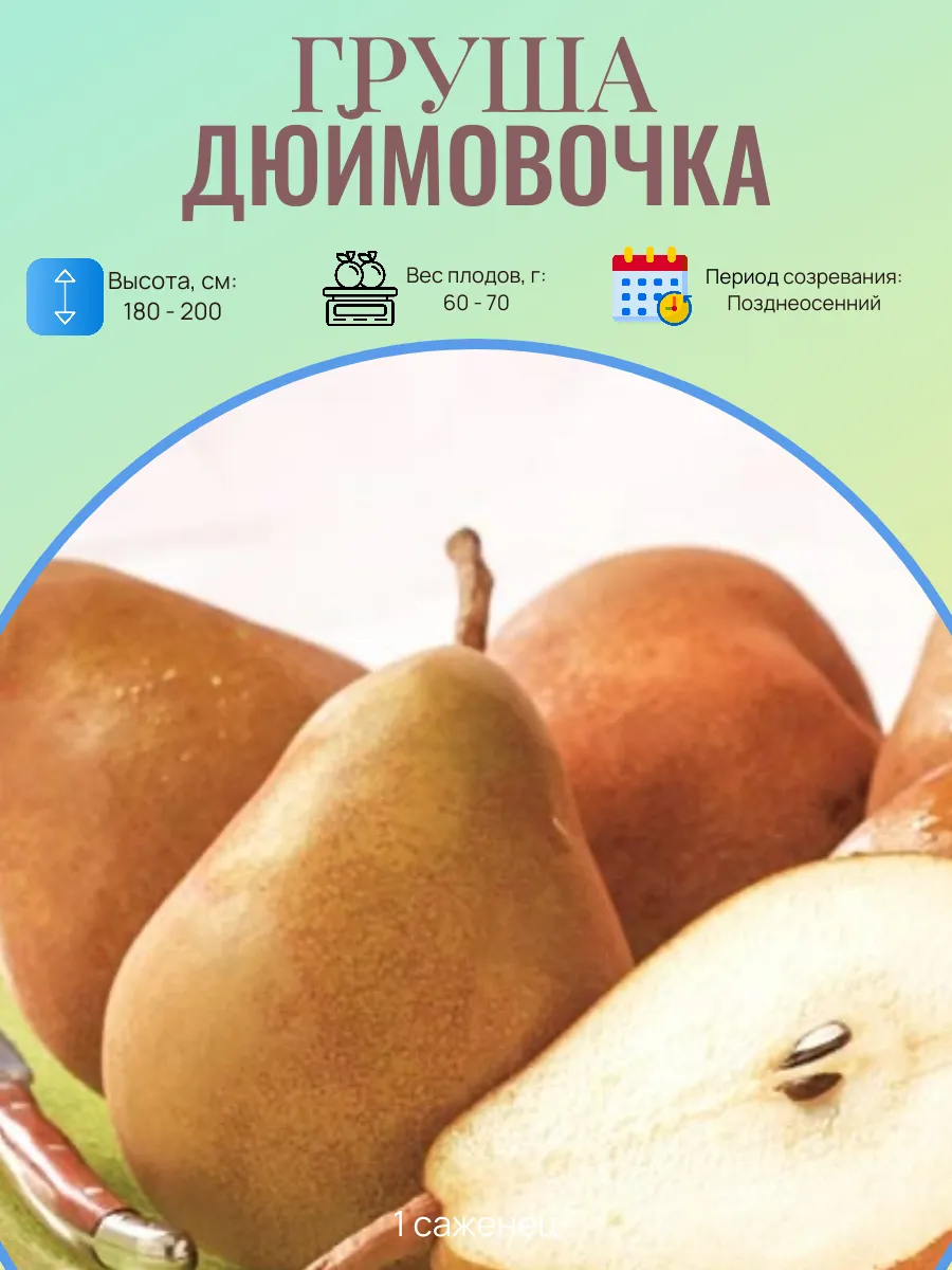 Груша саженцы многолетние плодовые деревья