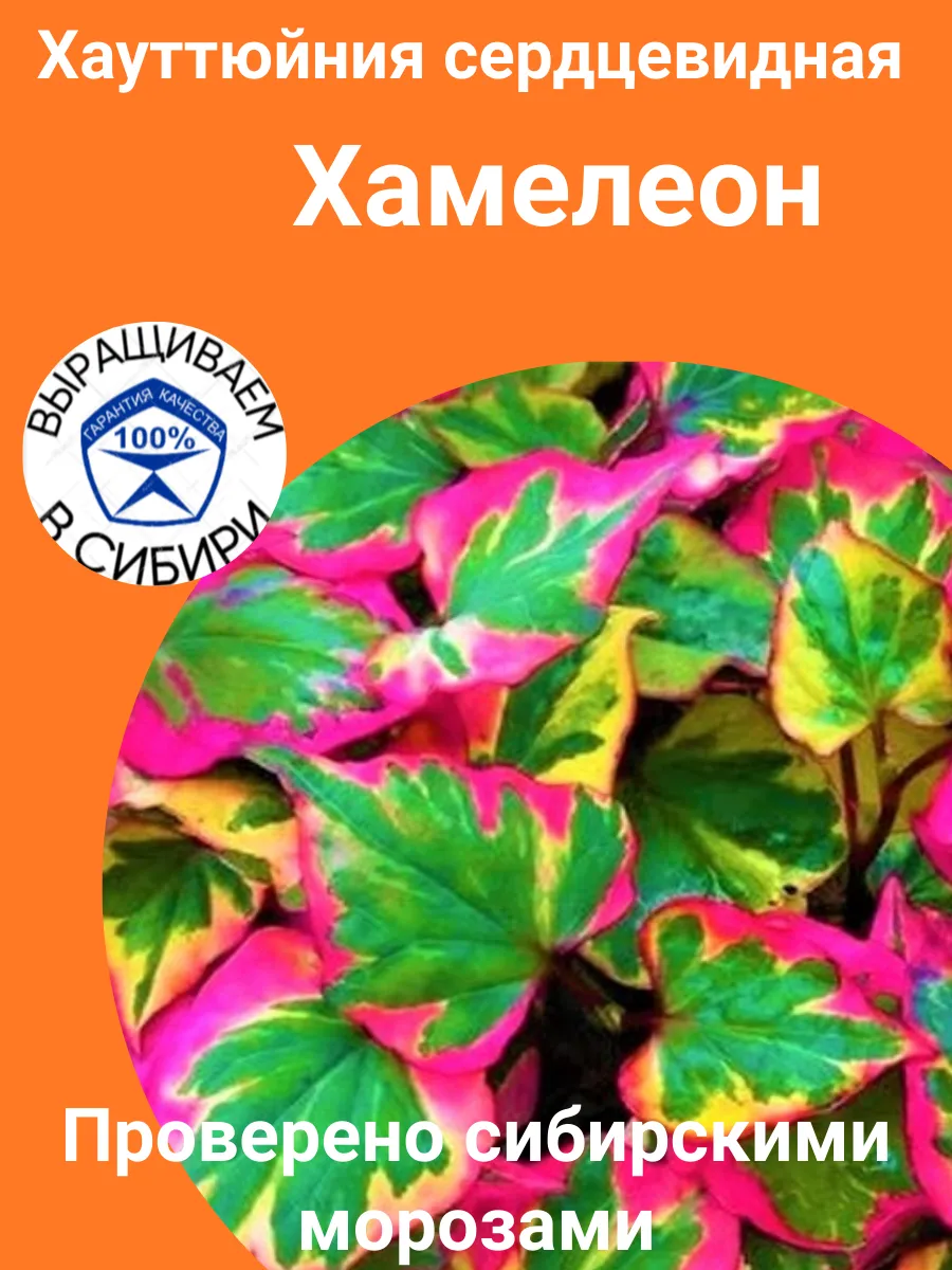 Хауттюйния сердцевидная Хамелеон саженцы