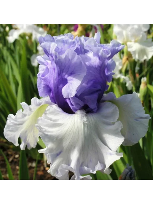 Эко сфера Ирис Винтри Скай, голубой, фото 5