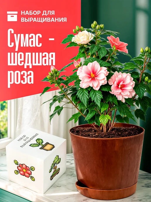 Про Растения Набор для выращивания растений Суданская роза Гибискус, вариант