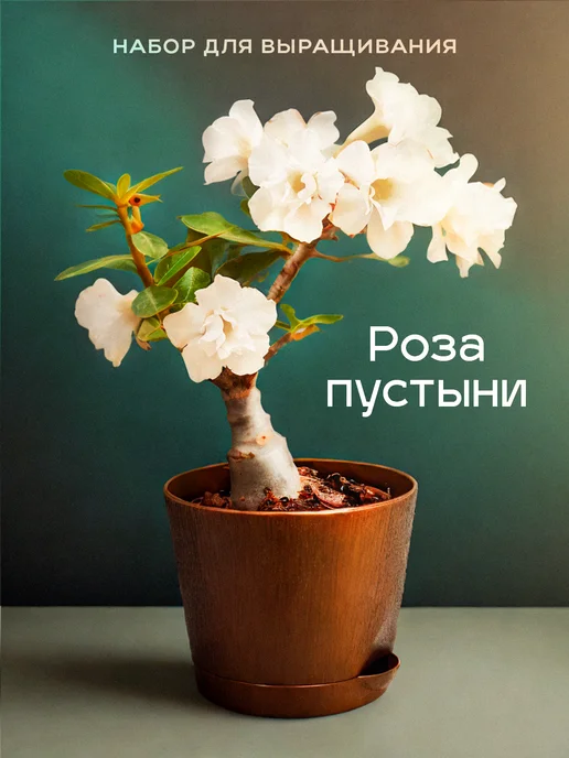 Про Растения Набор для выращивания растений Адениум Роза пустыни, вариант