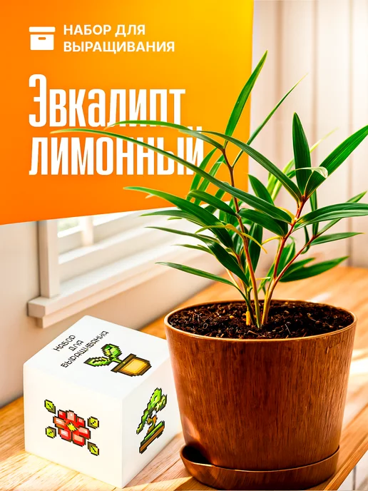 Про Растения Набор для выращивания растений Эвкалипт серебристый, вариант