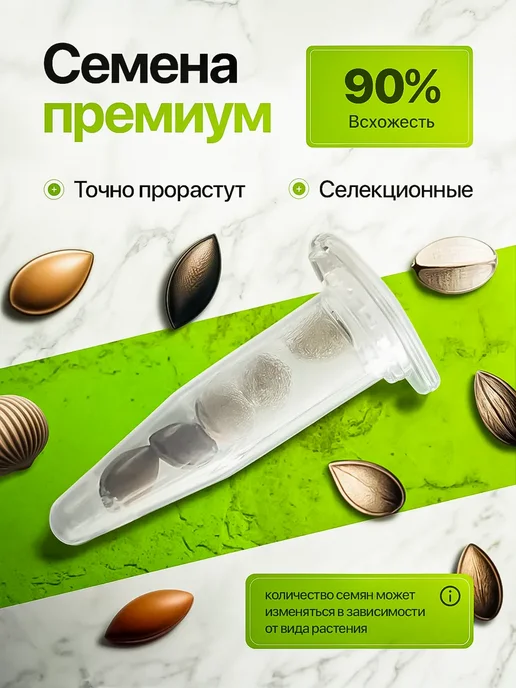 Про Растения Набор для выращивания растений Эвкалипт серебристый, вариант, фото 3