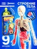 Набор для опытов по анатомии Строение тела Эврики 320984776 купить за 1 329 ₽ в интернет‑магазине Wildberries