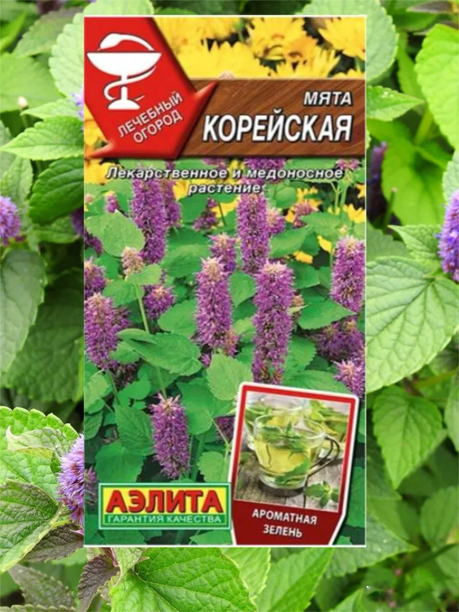 Семена Мята Корейская медоносная