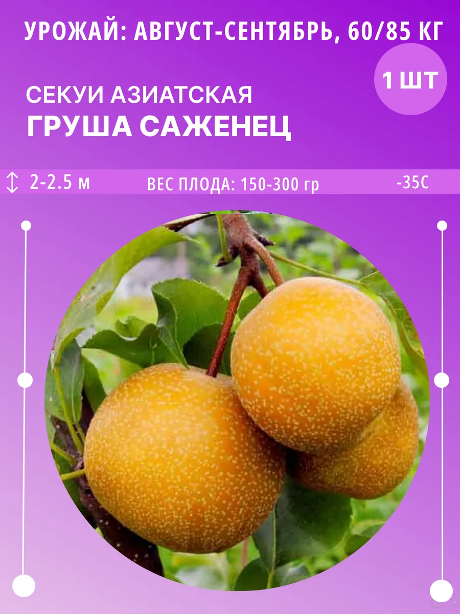 Саженец груши Секуи Азиатская, зимостойкие плодовые деревья