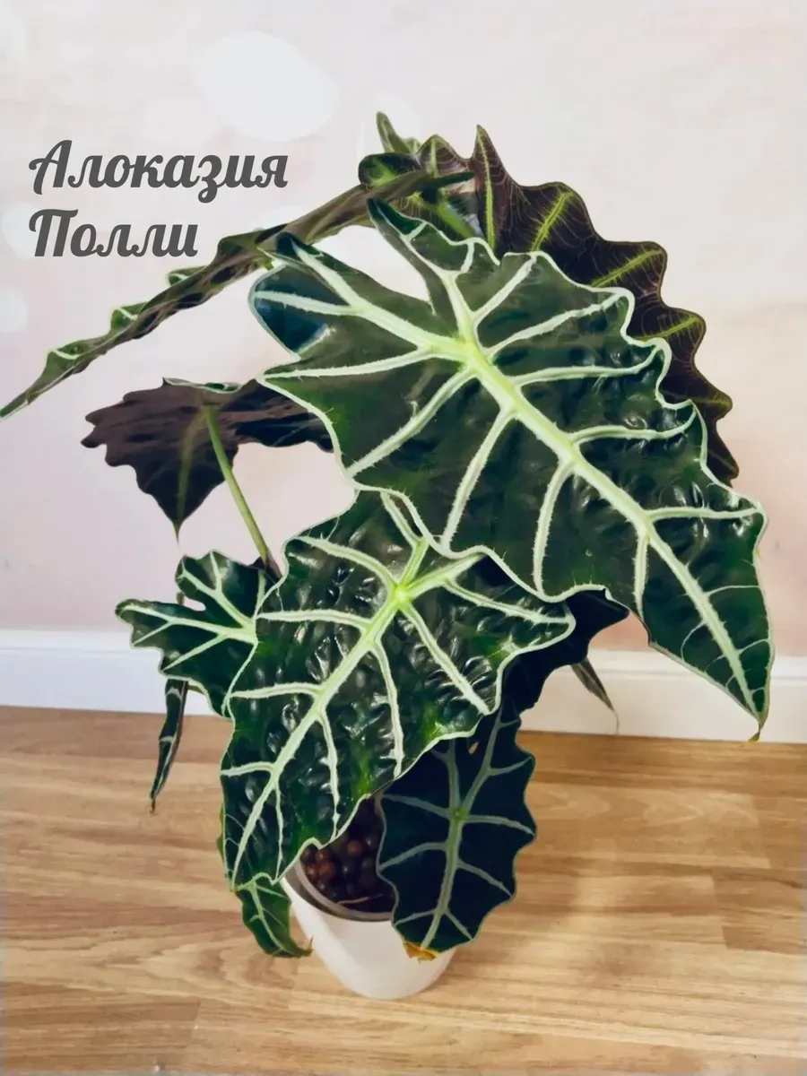 Алоказия Полли живое растение
