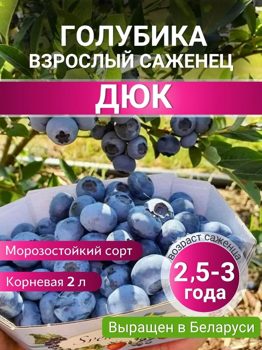 Голубика саженцы морозостойкие 2,5-3 года Дюк 1 шт.