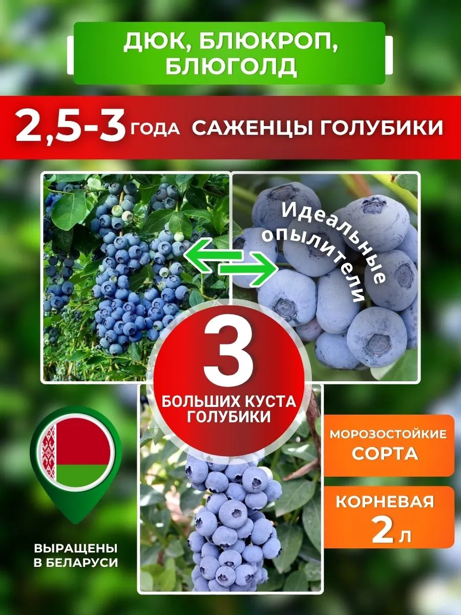 Голубика саженцы морозостойкие Дюк, Блюкроп, Блюголд