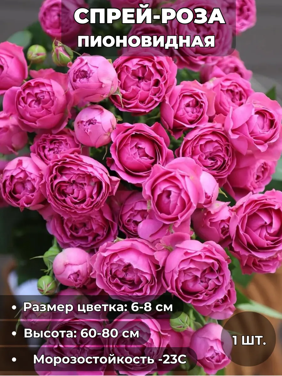 Роза-Спрей пионовидная, саженец 1 шт.