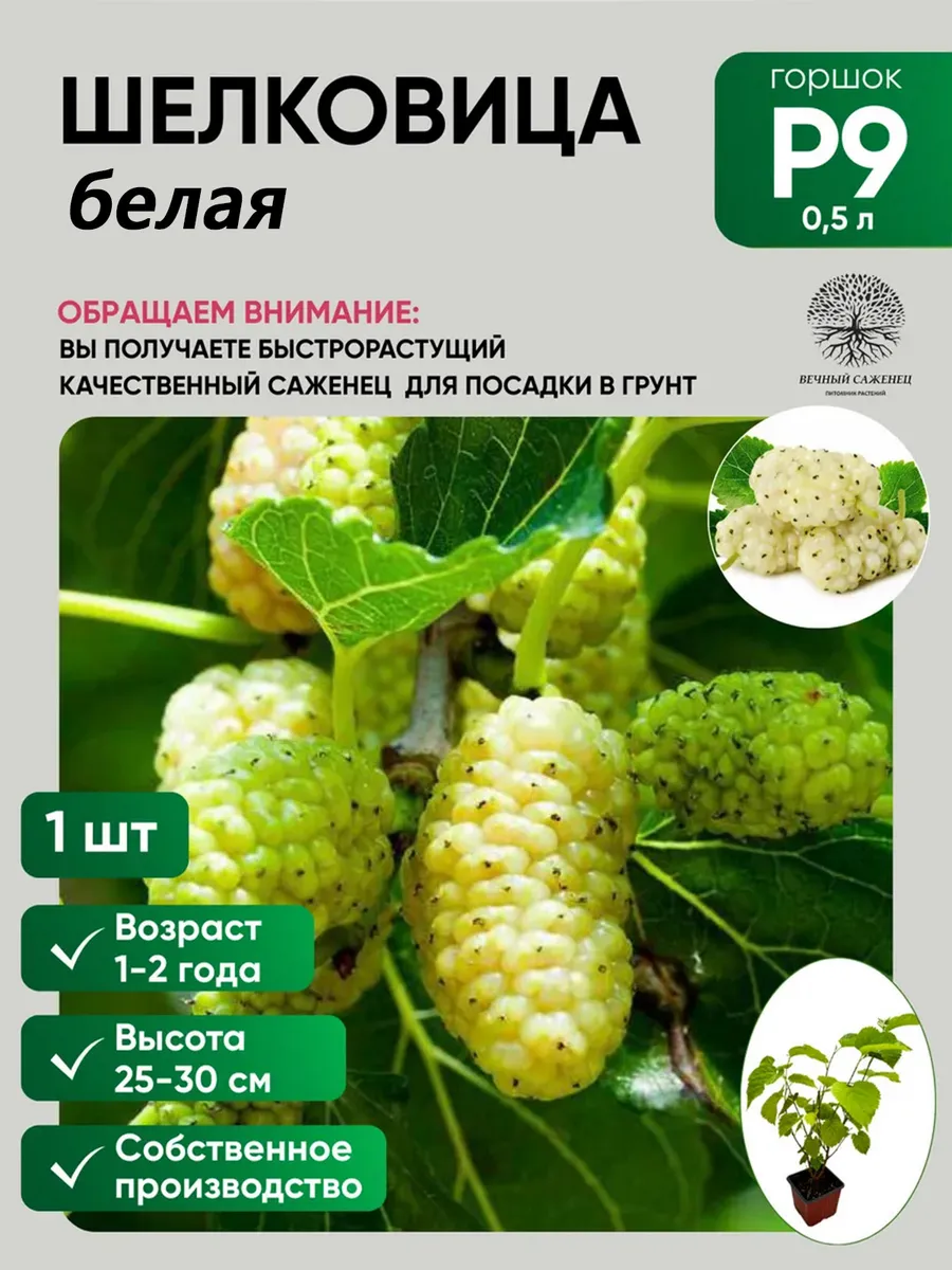 Шелковица белая