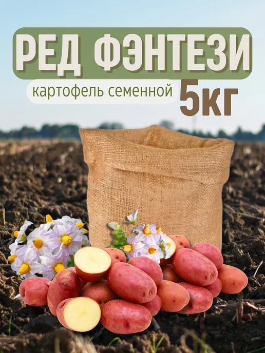 Семенной картофель Ред Фэнтези 5 кг, 5 кг